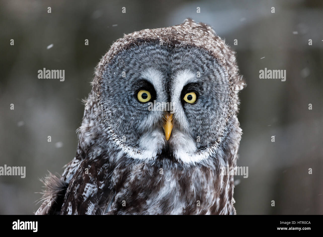 The Great Grey Owl (Strix nebulosa) is one of the largest owls by lenght. It is the only species of the Strix (genus) that is found in both hemisphere Stock Photo
