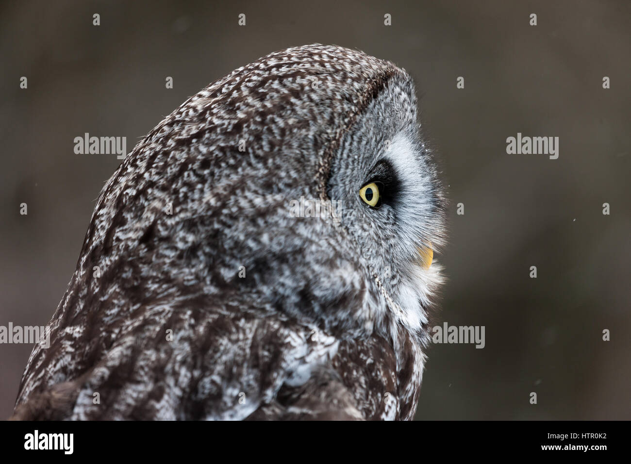 The Great Grey Owl (Strix nebulosa) is one of the largest owls by lenght. It is the only species of the Strix (genus) that is found in both hemisphere Stock Photo