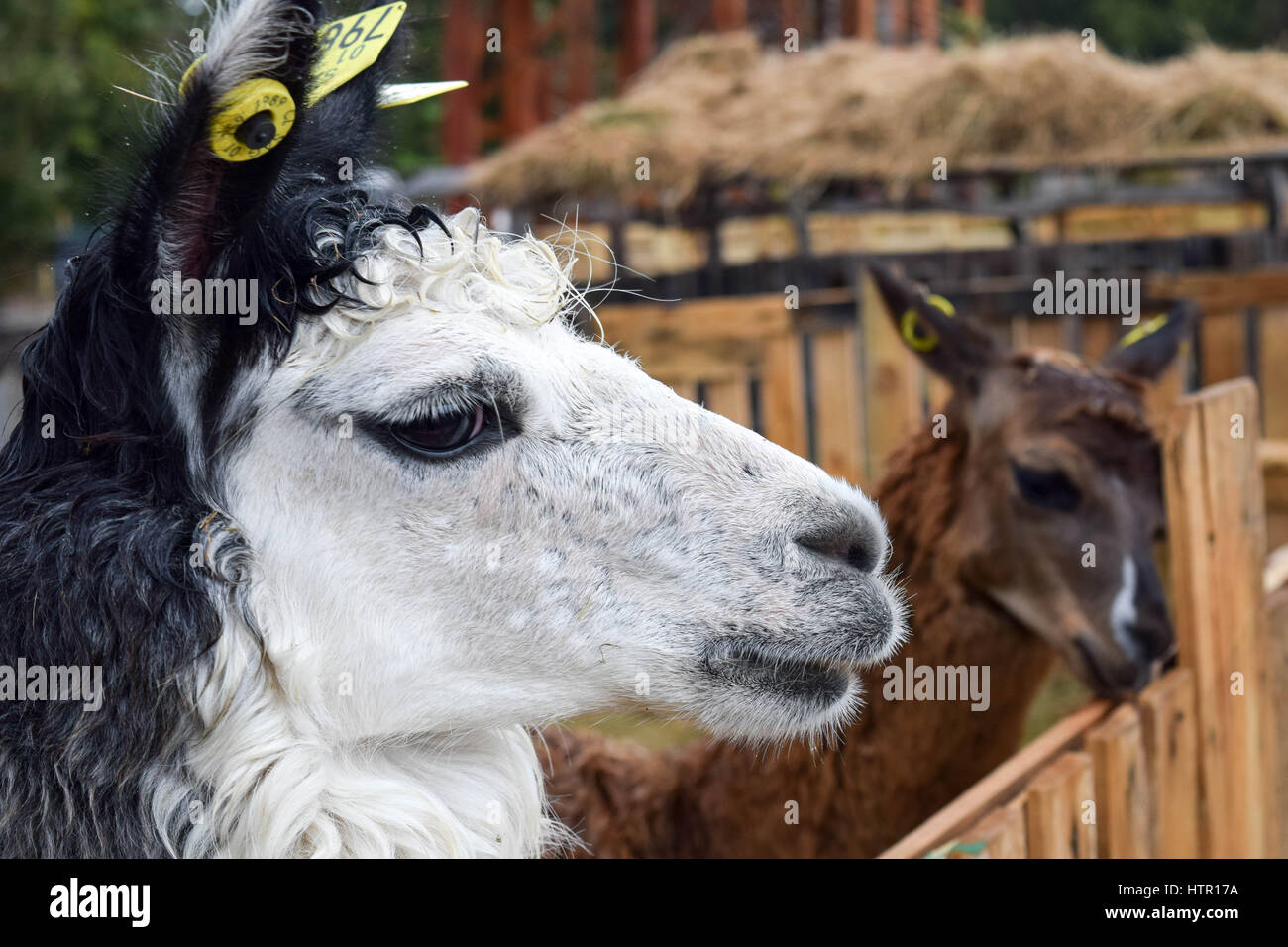 Picture of two llamas during the Festival Costumbrista Chilote Stock Photo