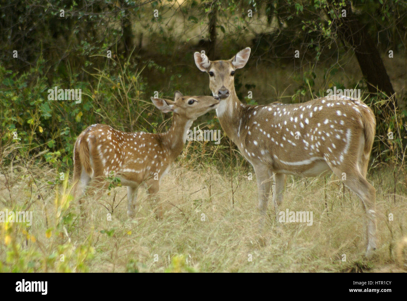 Female spotted or axis deer (chital) and fawn in Sasan Gir (Gir Forest