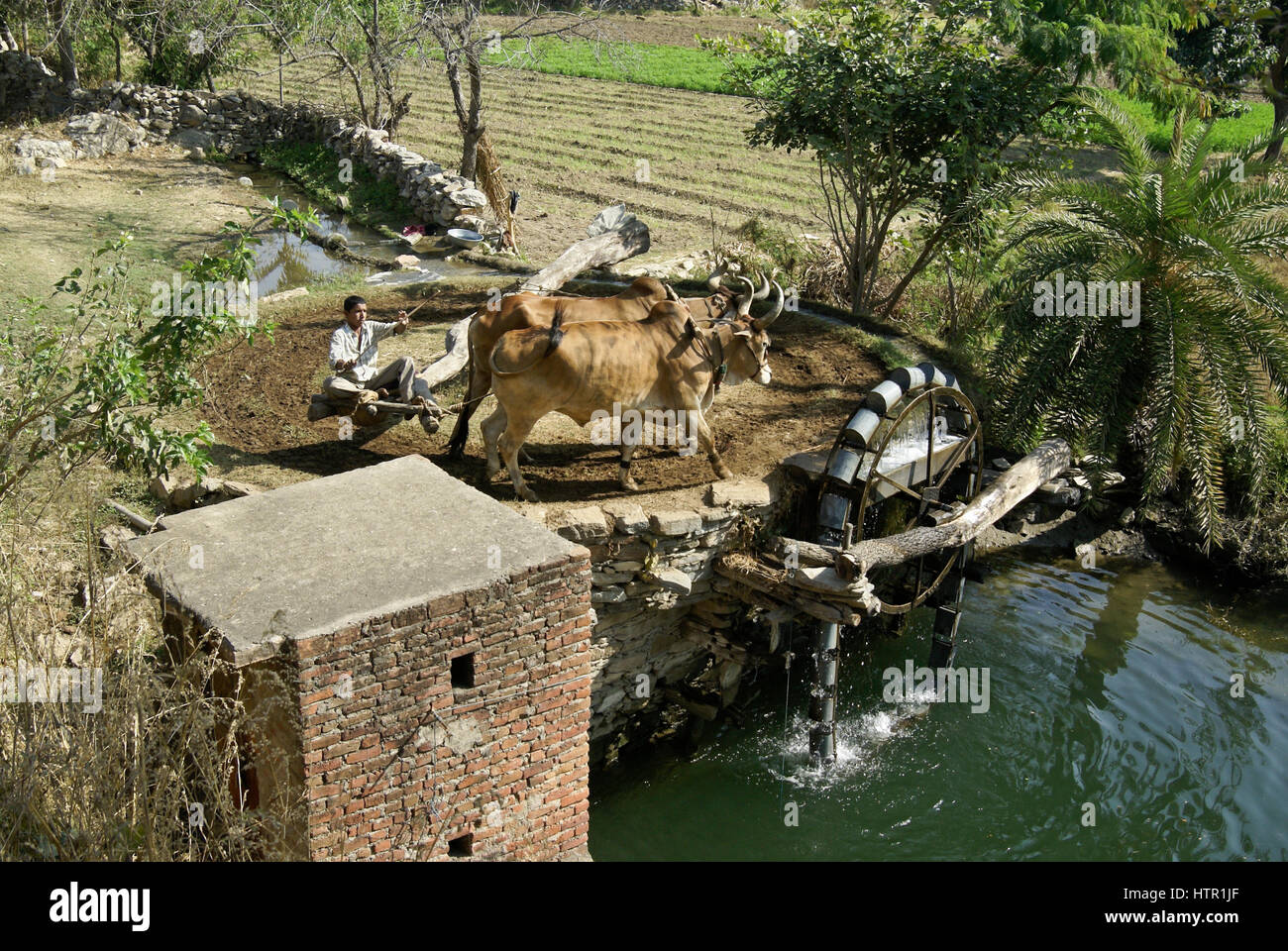 Bullocks turning a Persian water wheel to irrigate crops, Rajasthan, India Stock Photo
