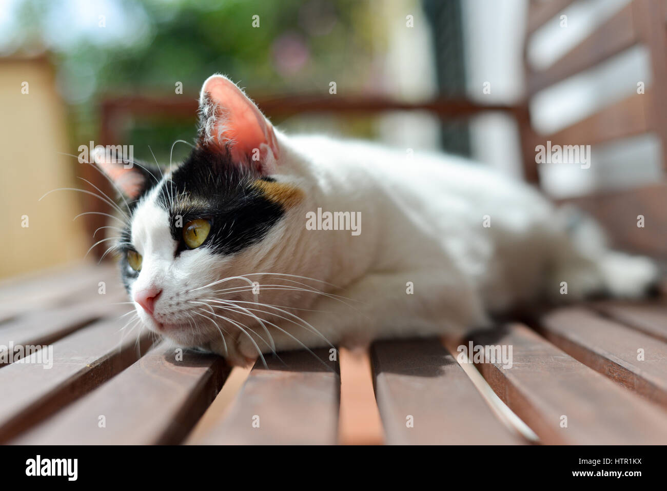 ever seen a cat thinking? Stock Photo