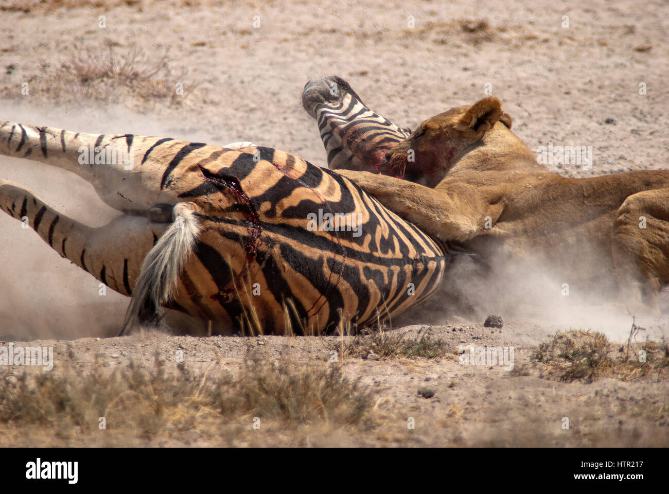 onthouden Bedenken Bedrijf Zebra waterhole lion hi-res stock photography and images - Alamy