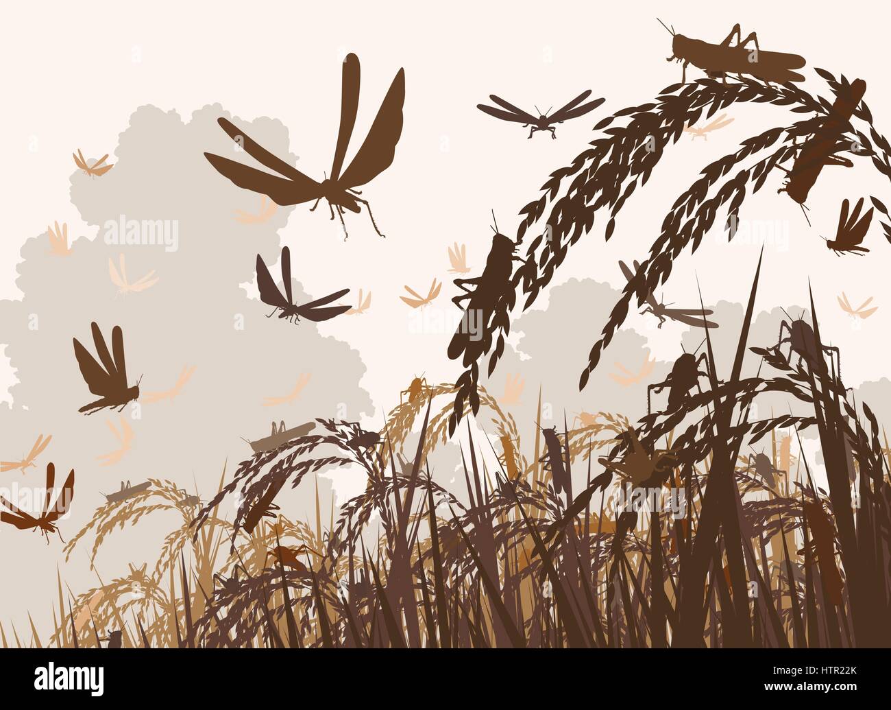 Vector illustration of a swarm of locusts attacking rice plants and threatening food security Stock Vector