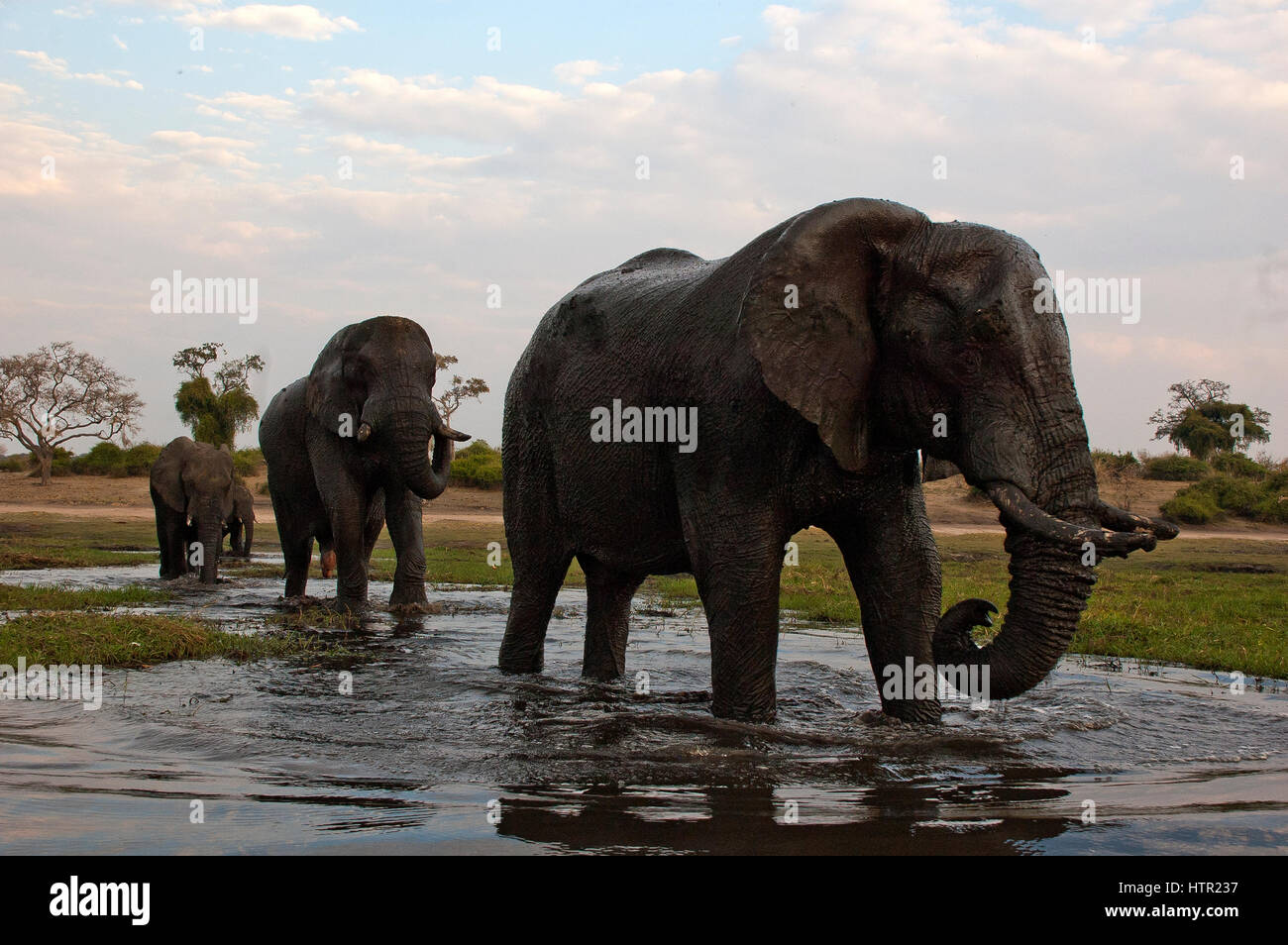 Elephants starting to cross Chobe river, Chobe National Park, Botswana Stock Photo