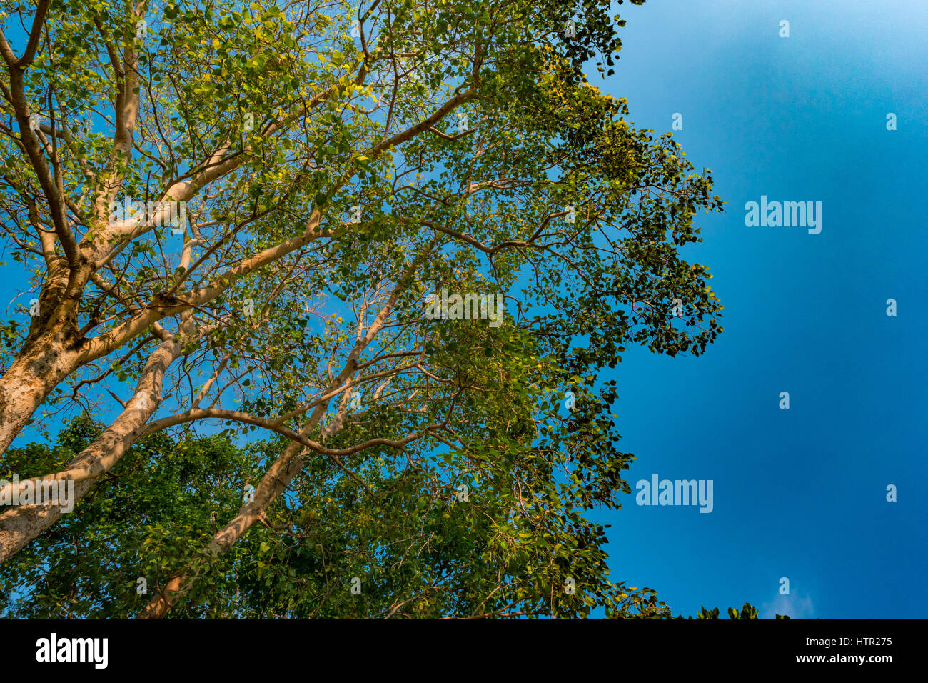 Giant stem of pterocarpus indicus tree against sun Stock Photo