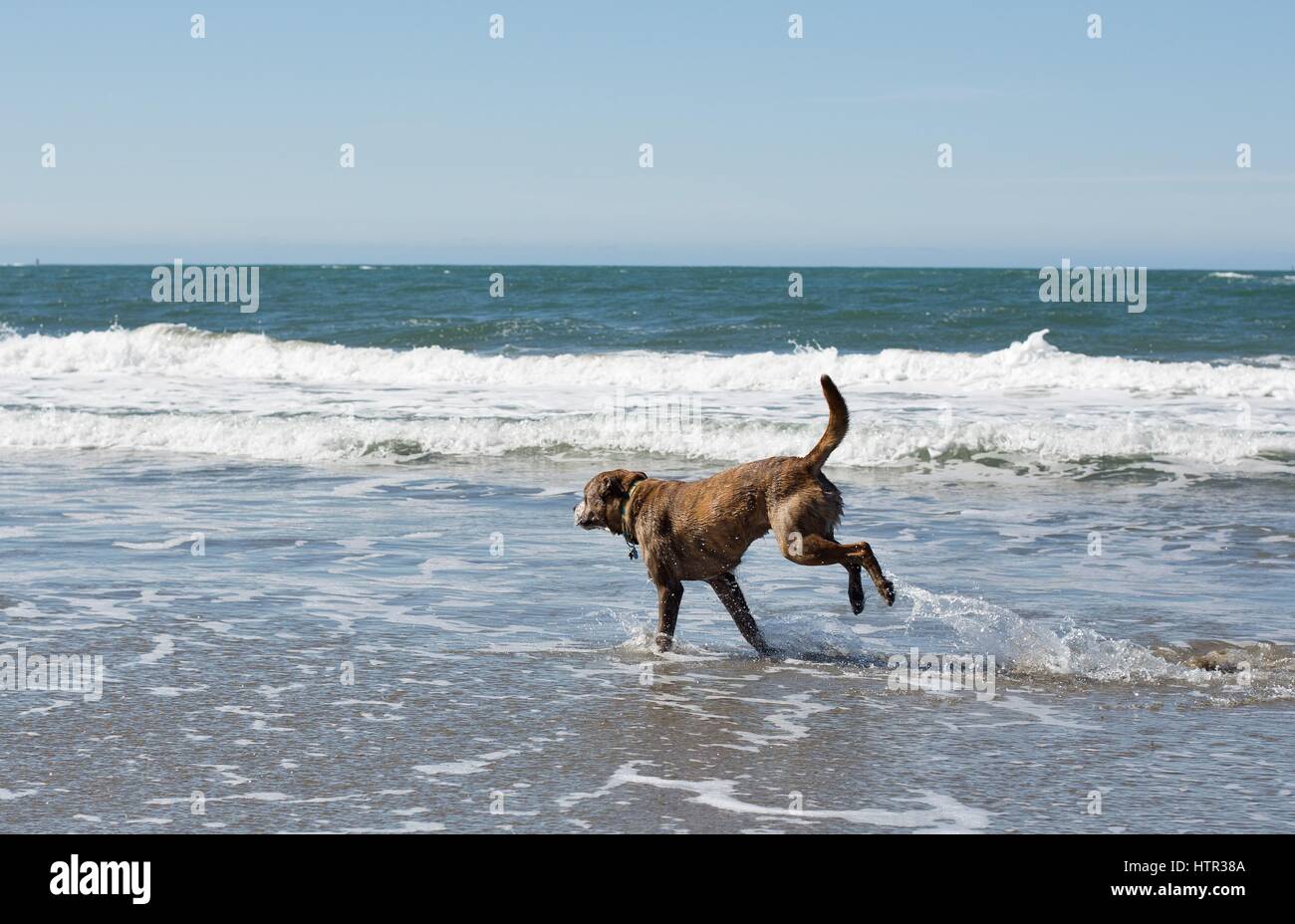 A Large Brindle Dog Playing At A Beach In Northern