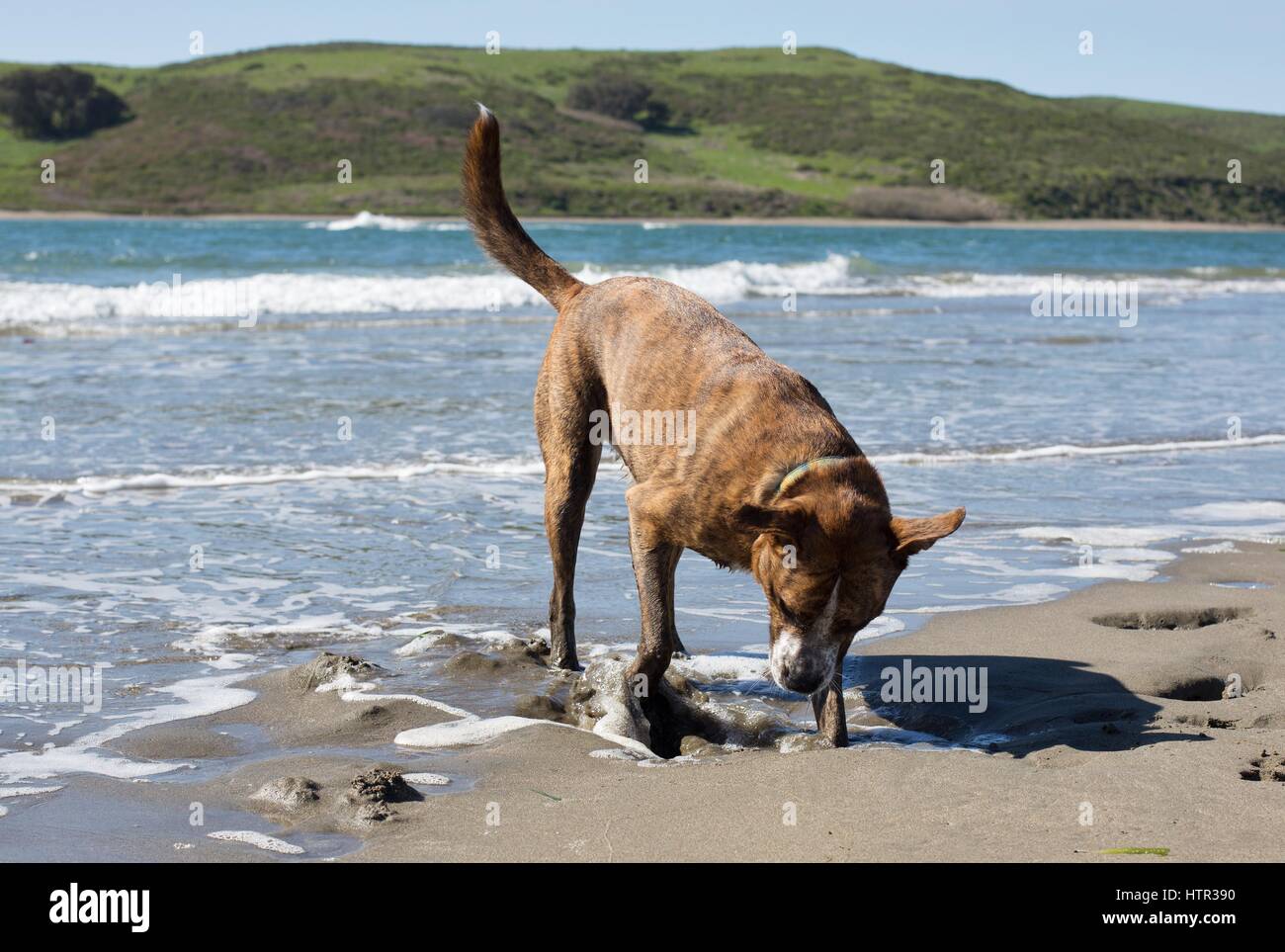 A Large Brindle Dog Playing At A Beach In Northern