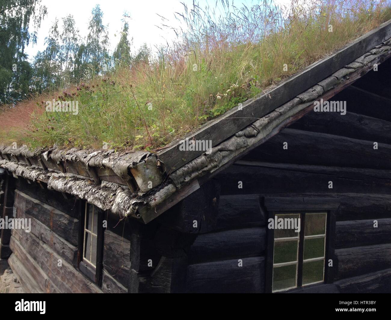 Detail of grass growing on roff on traditional wood housing in Norway.  Vernacular architecture in Norway.  Greenroof with natural grasses and plants. Stock Photo