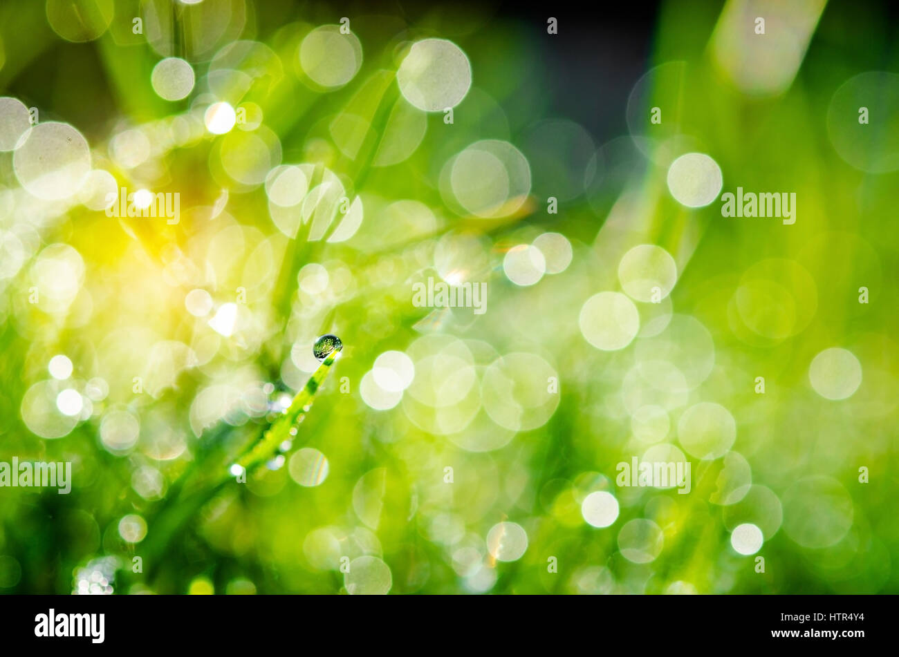 Fresh green grass with water drops and natuer bokeh Stock Photo - Alamy