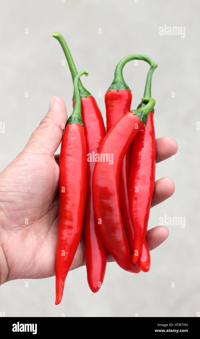 Holding home grown fresh long  red chilies or known as Red Cayenne in hand Stock Photo