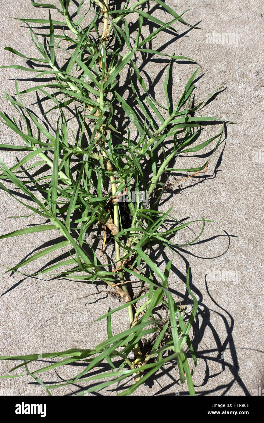 Close up of Cynodon dactylon or known couch grass runners isolated Stock Photo