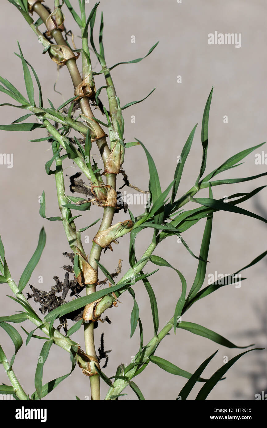 Close up of Cynodon dactylon or known couch grass runners isolated Stock Photo