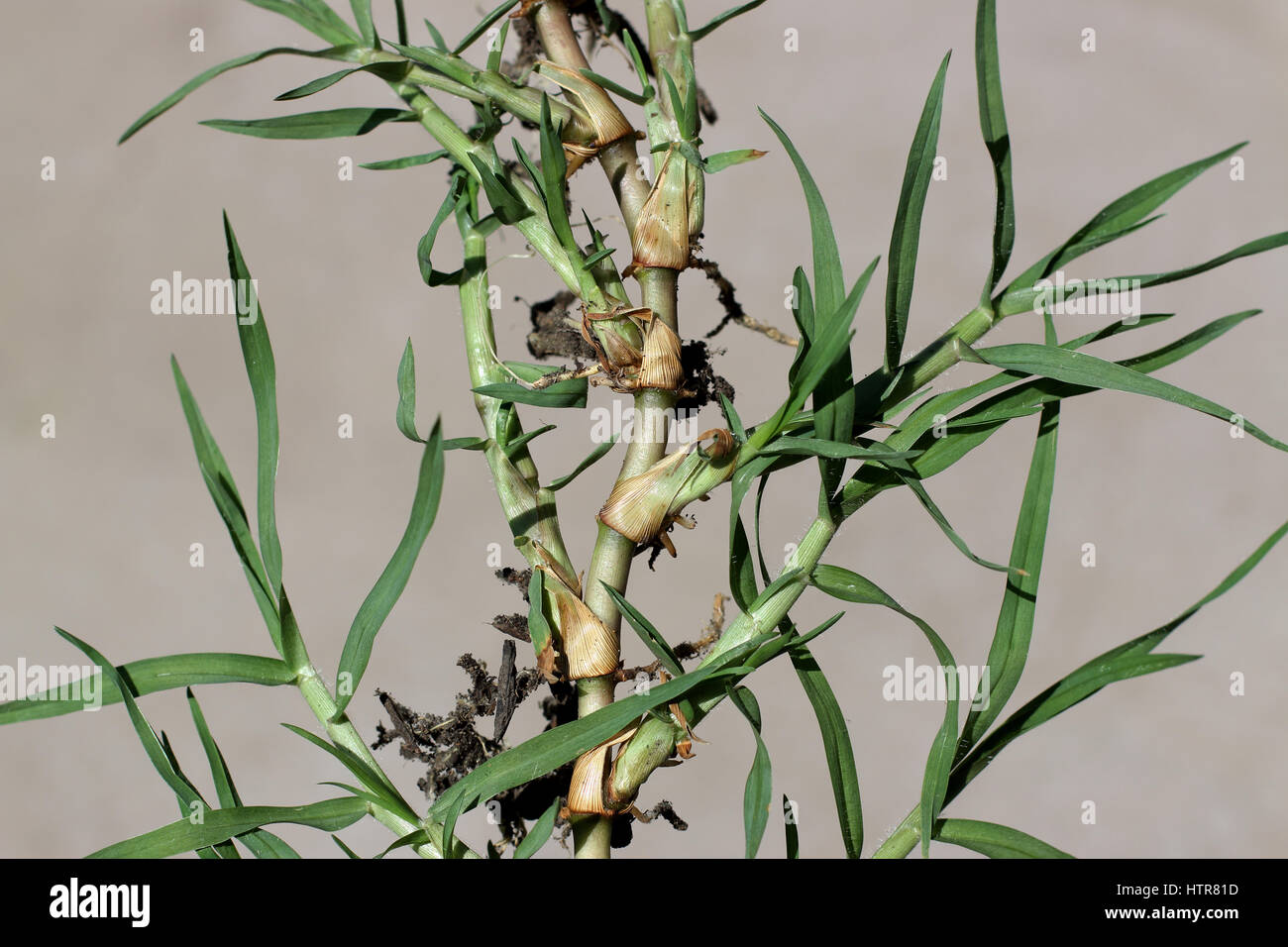 Close up of Cynodon dactylon or known couch grass runners isolated Stock Photo