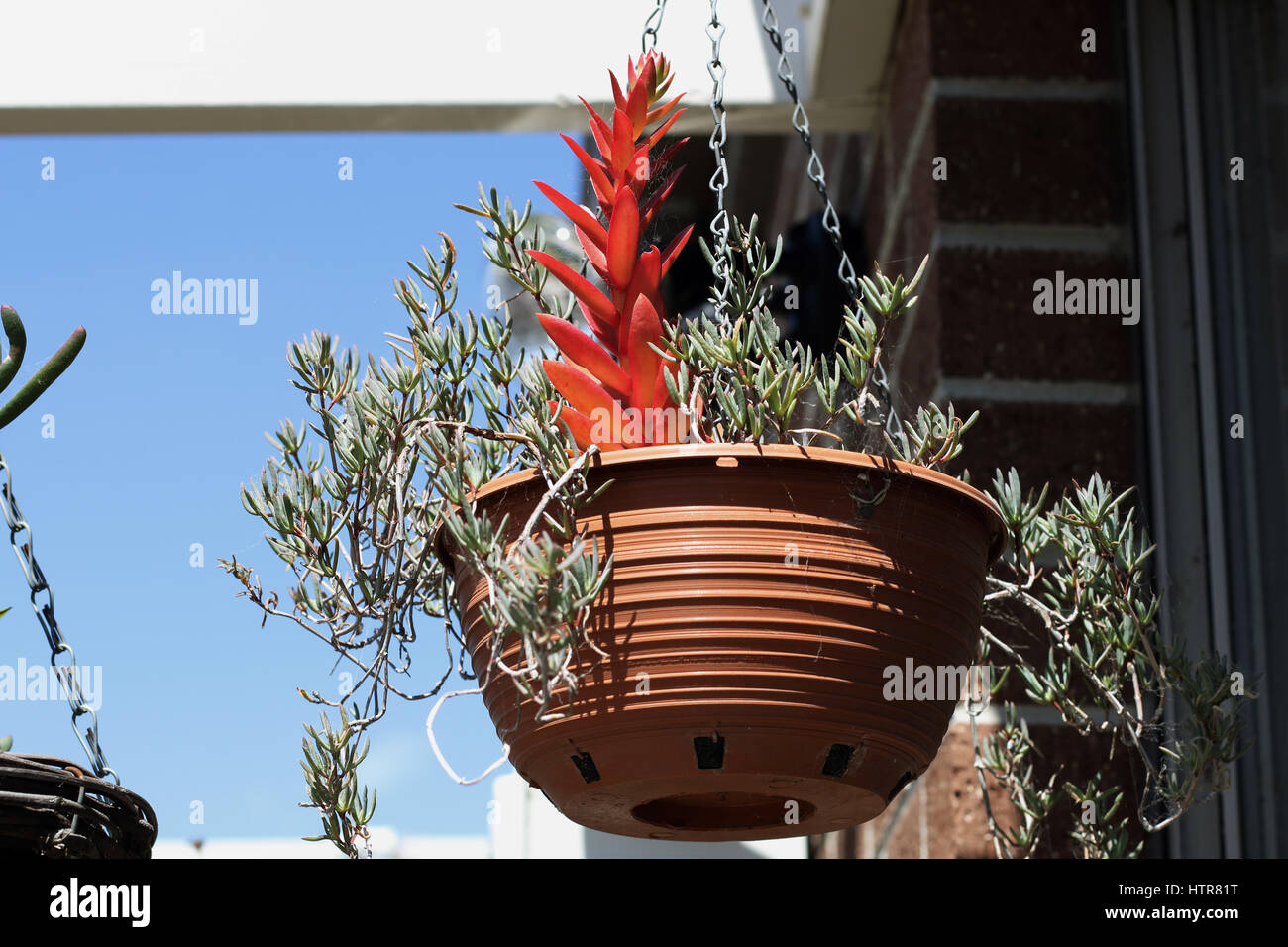 Growing Mesembryanthemum and Crassula Capitella Campfire Succulents in hanging pot Stock Photo