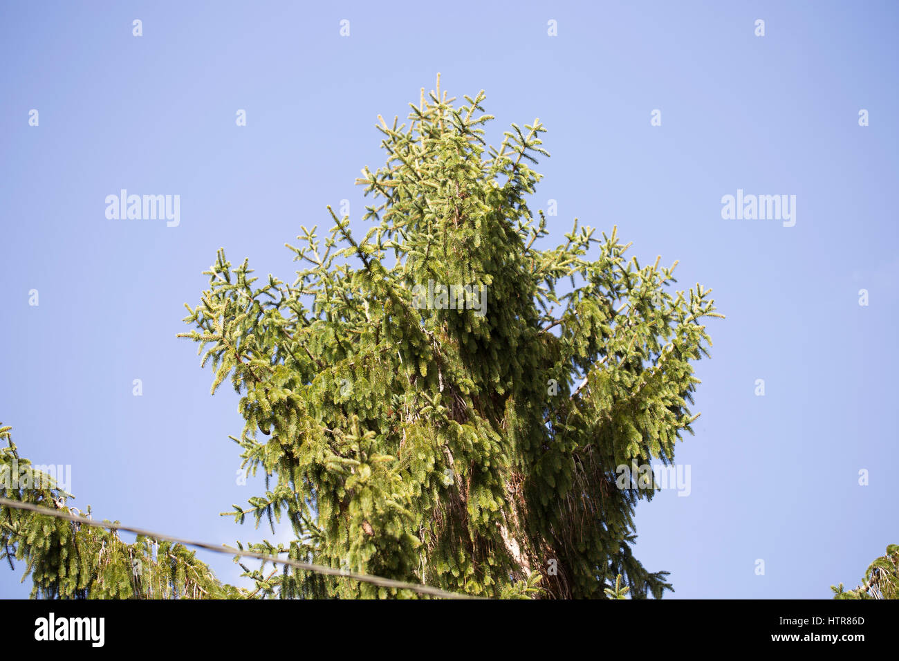 Pinaceae Stock Photo