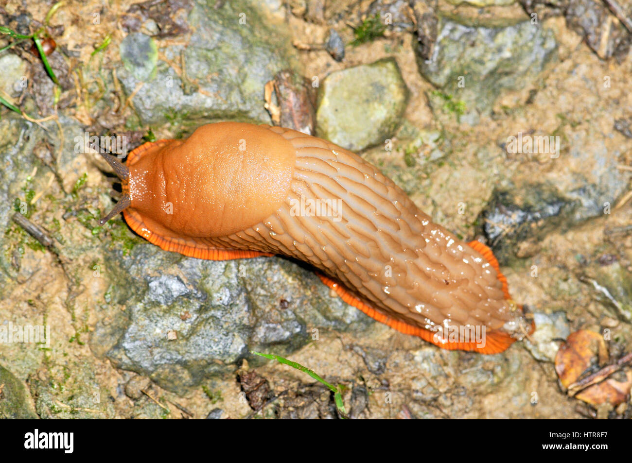 Gastropod terrestrial mollusc hi-res stock photography and images - Alamy