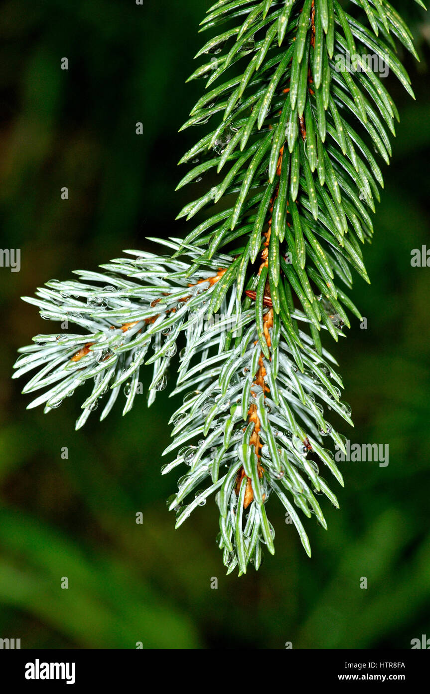 Blue spruce, Picea pungens needles, Fam. Pinaceae. Iturraran Botanical garden. Pagoeta natural park. Guipúzcoa. Euskadi, Basque country. Spain Stock Photo