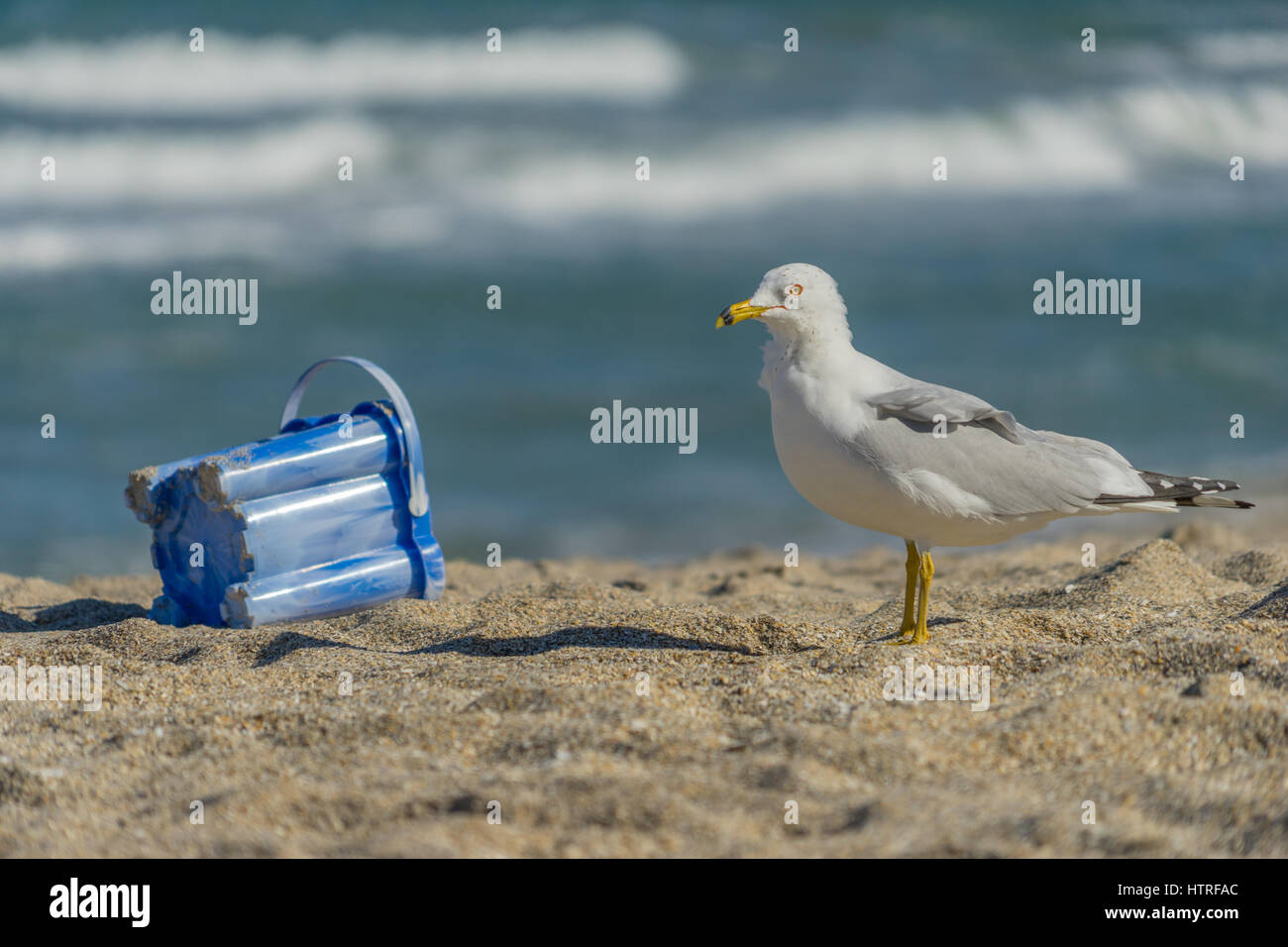 A Seagull contemplates a sand bucket abandoned on the beach Stock Photo