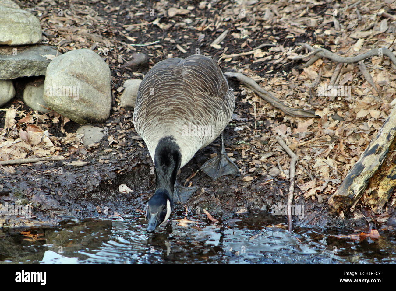 Canadian goose drinking from a creek Stock Photo