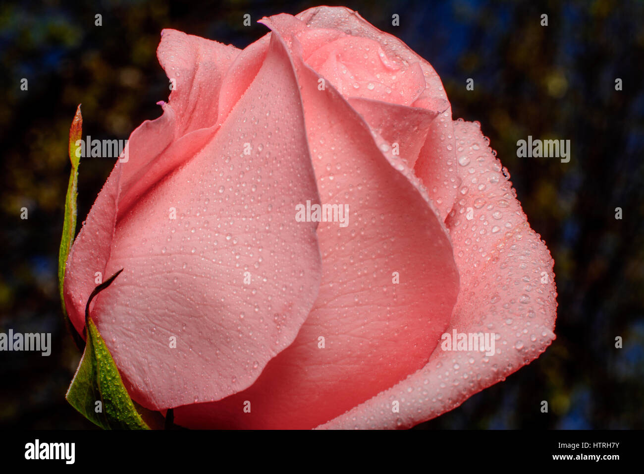 Pink Rose on Bokeh backgound. Close up with dew drops Stock Photo