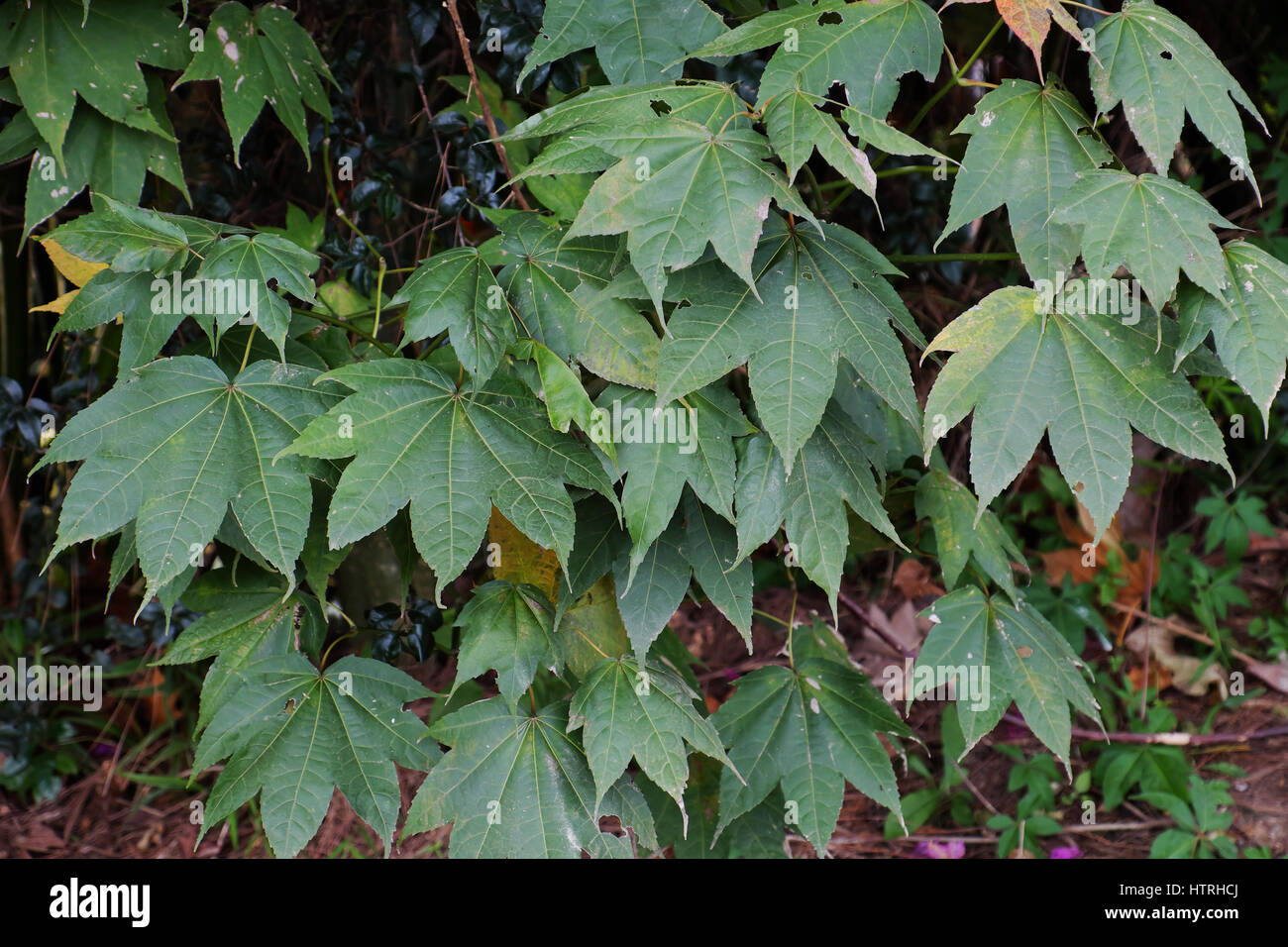 Maple leaf form tree in Dalat jungle, Vietnam, an autumn leaf just grow ...