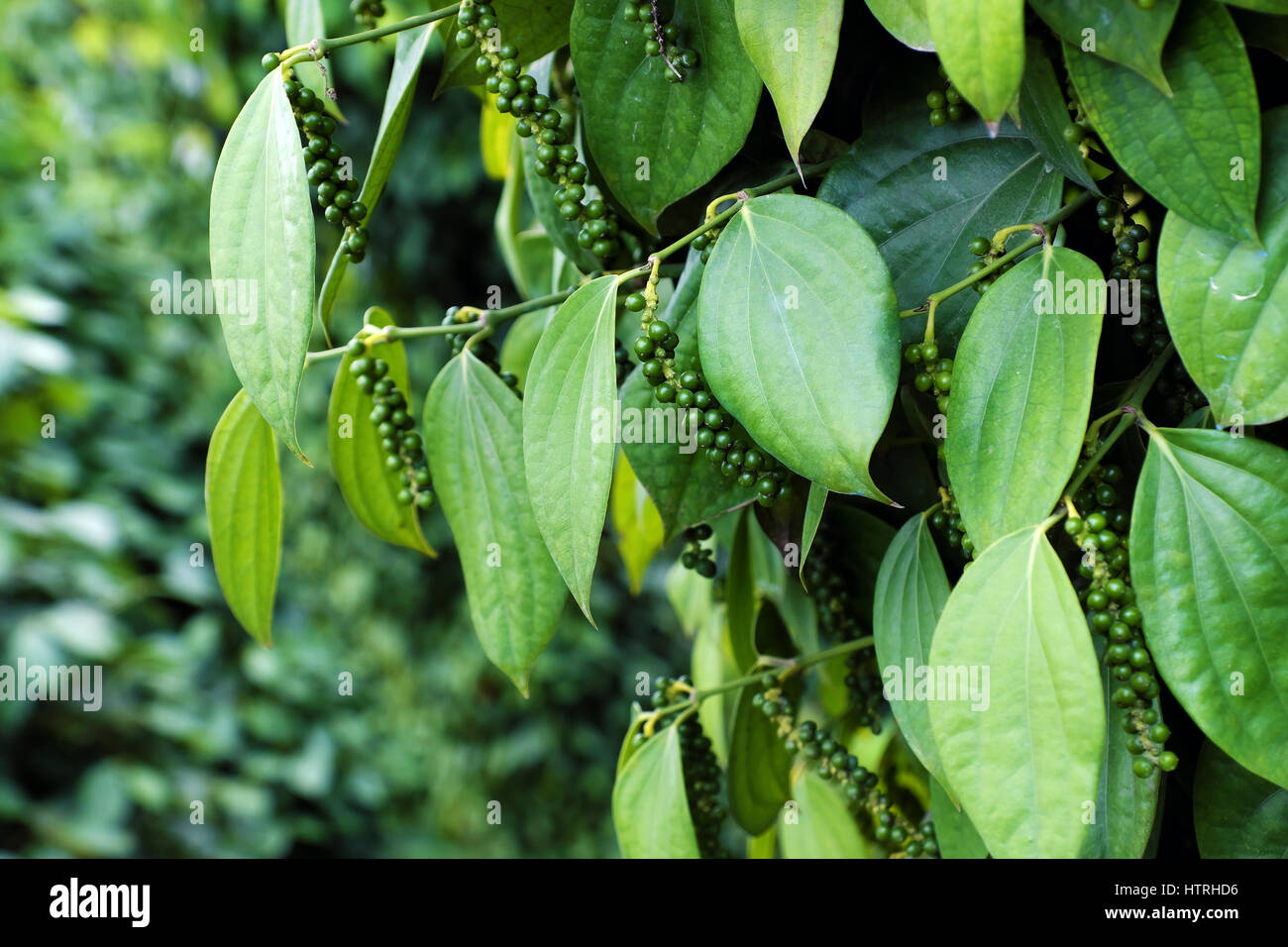 Vietnam agriculture product for export, bunch of peppercorn with high