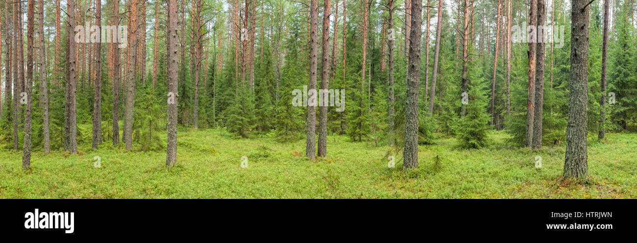 Conifer boreal forest hi-res stock photography and images - Alamy