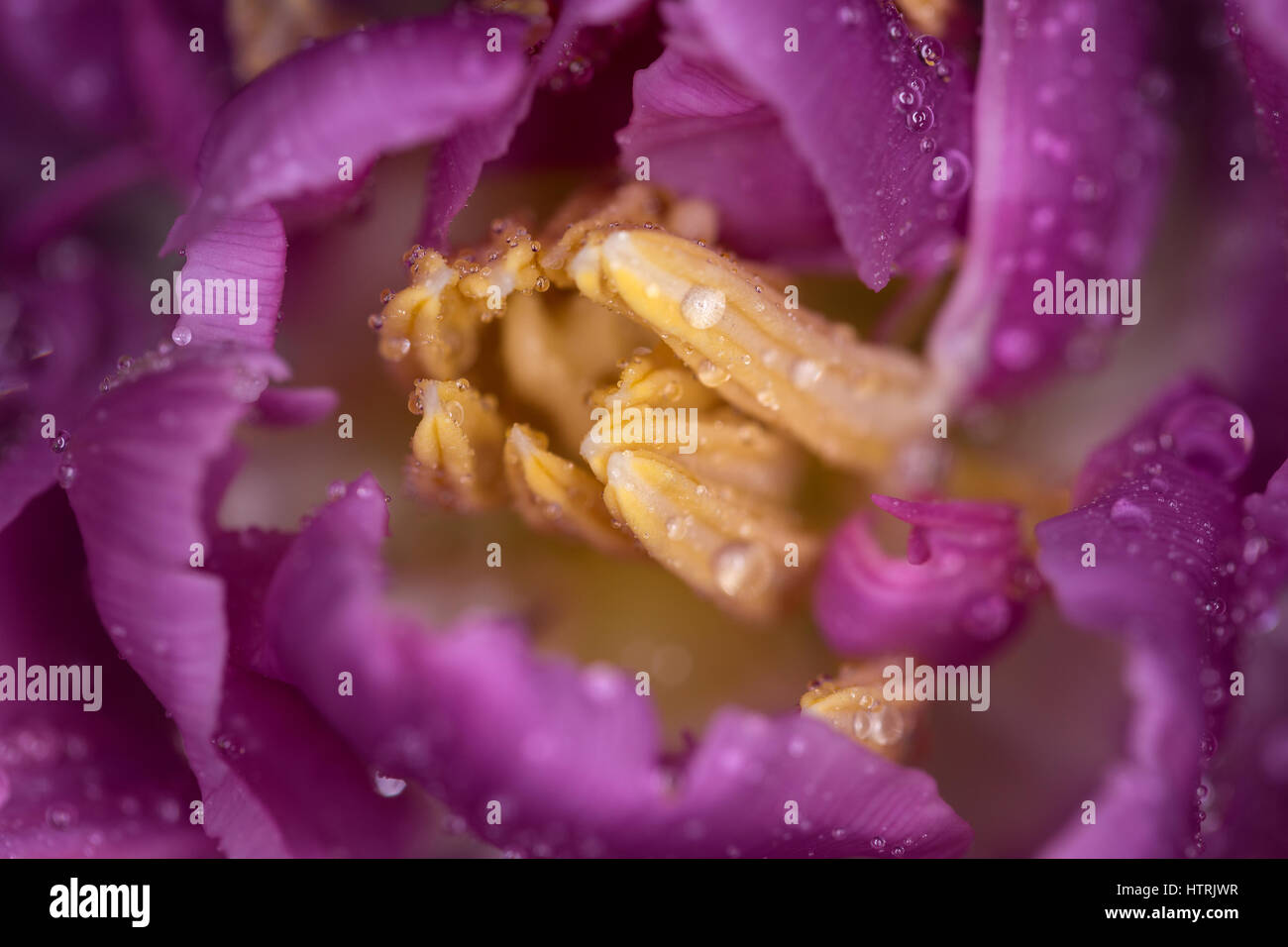 Center of the tulip flower. Macro photography, small depth of field Stock Photo