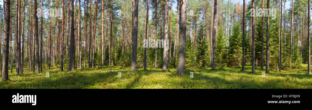 Panoramic view of fir forest on a summer day Stock Photo - Alamy