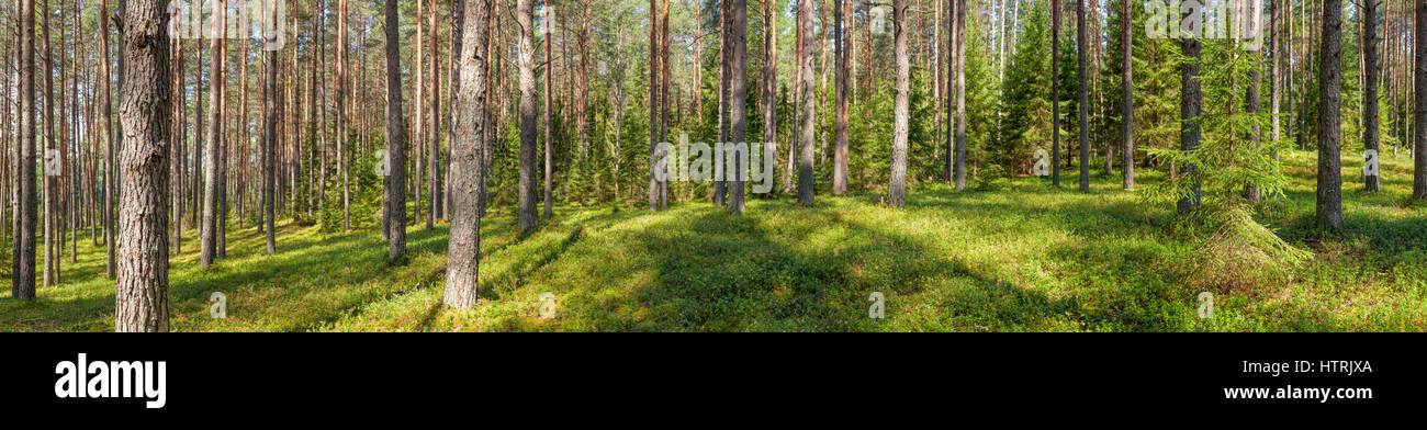 Panoramic view of fir forest on a summer day Stock Photo - Alamy