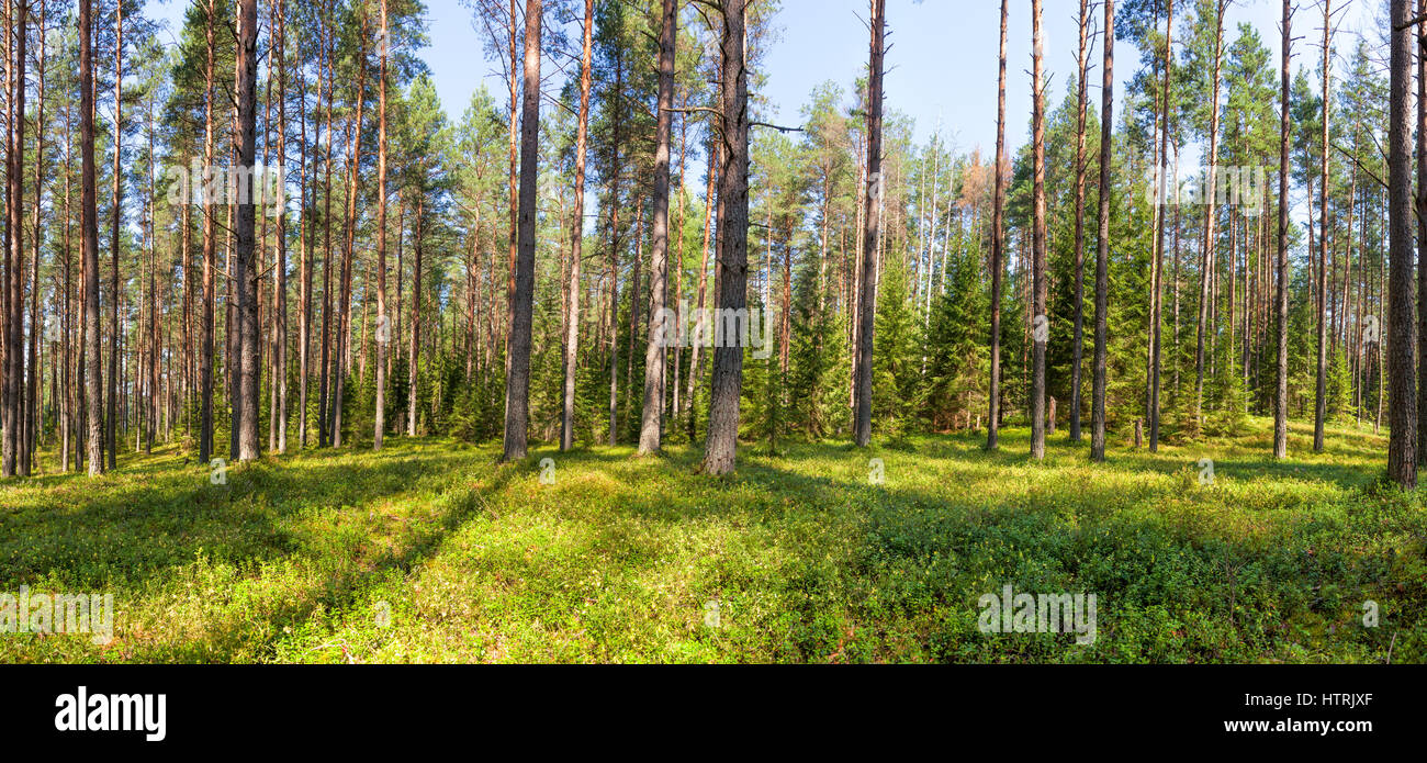 Panoramic view of fir forest on a summer day Stock Photo - Alamy