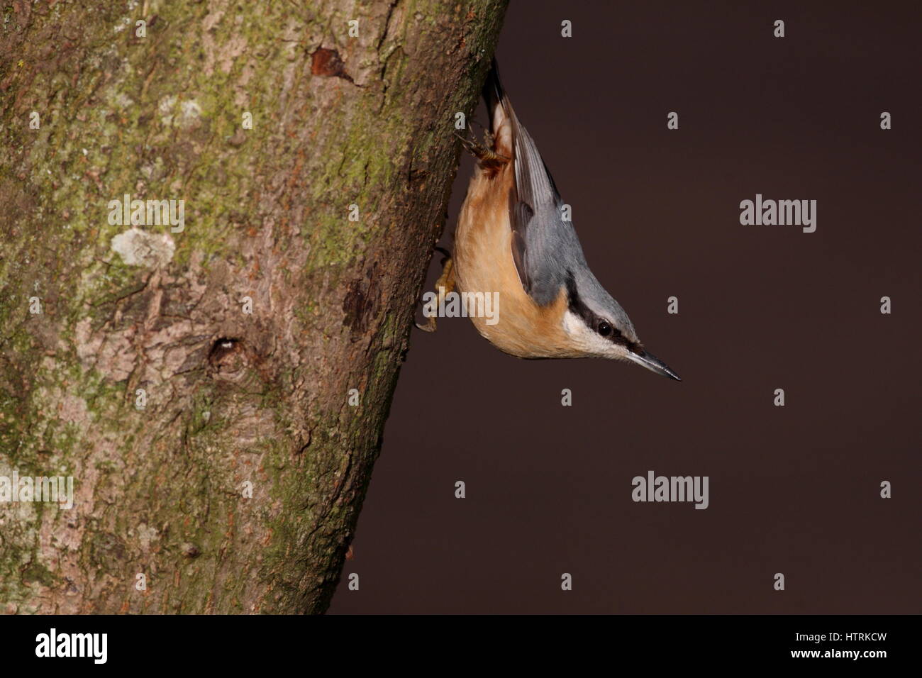 Tree Clinging Birds High Resolution Stock Photography and Images Alamy