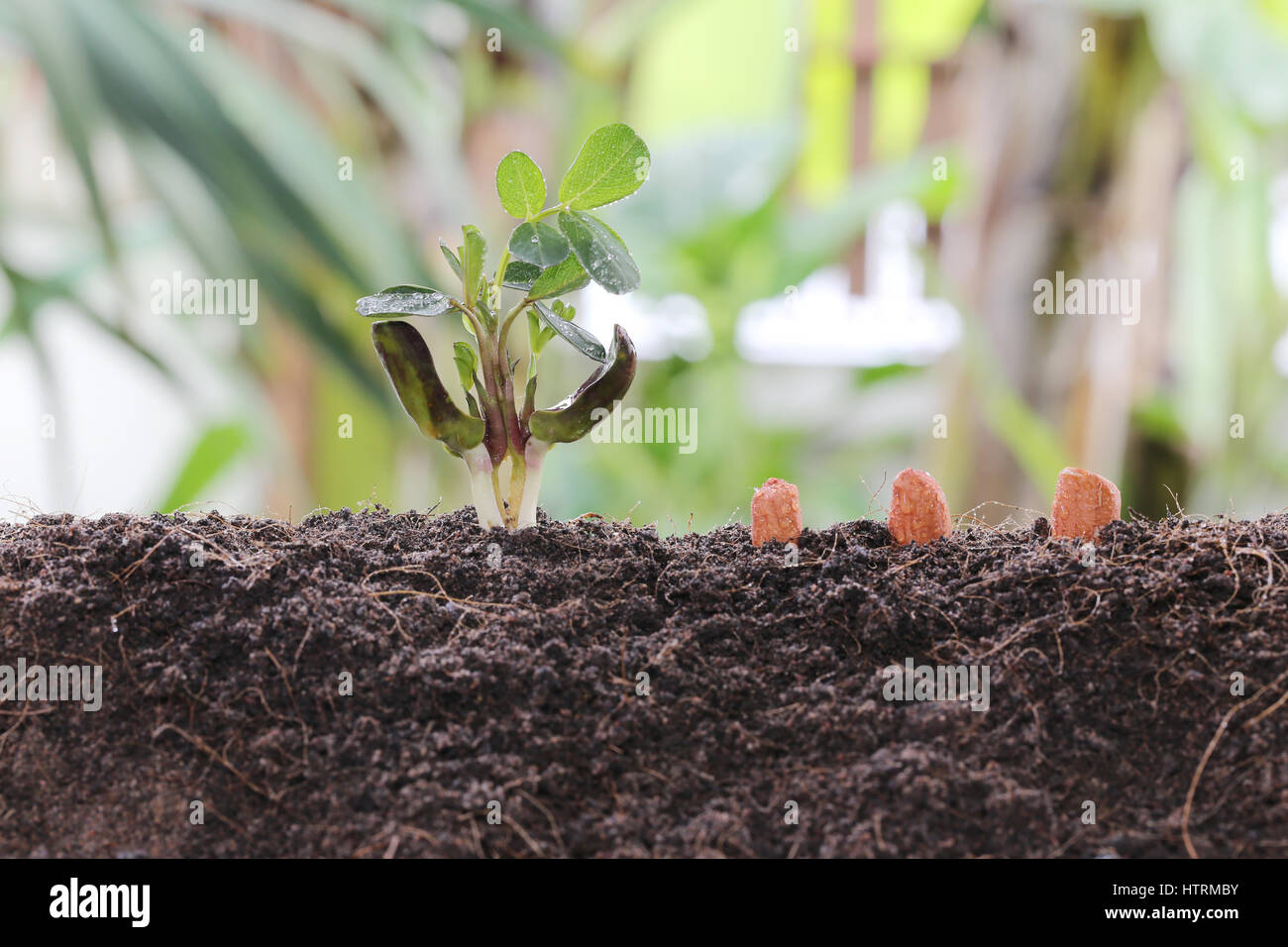 Seedlings of peanut on soil in the Vegetable garden concept of agriculture and growing design. Stock Photo
