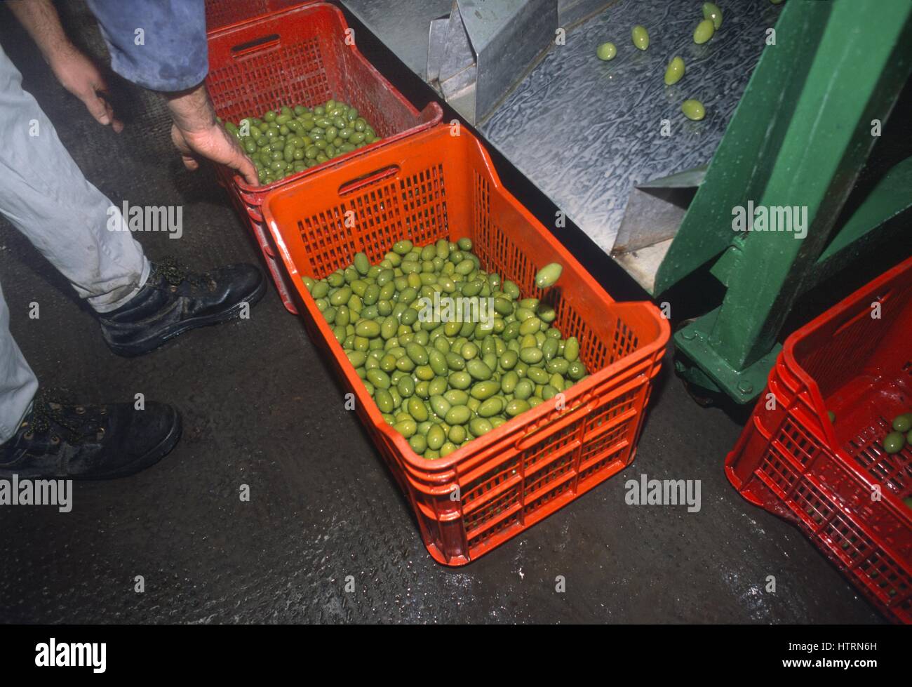 Italy, Puglia, selecting machine for olives in a cooperative in Cerignola (Foggia) Stock Photo