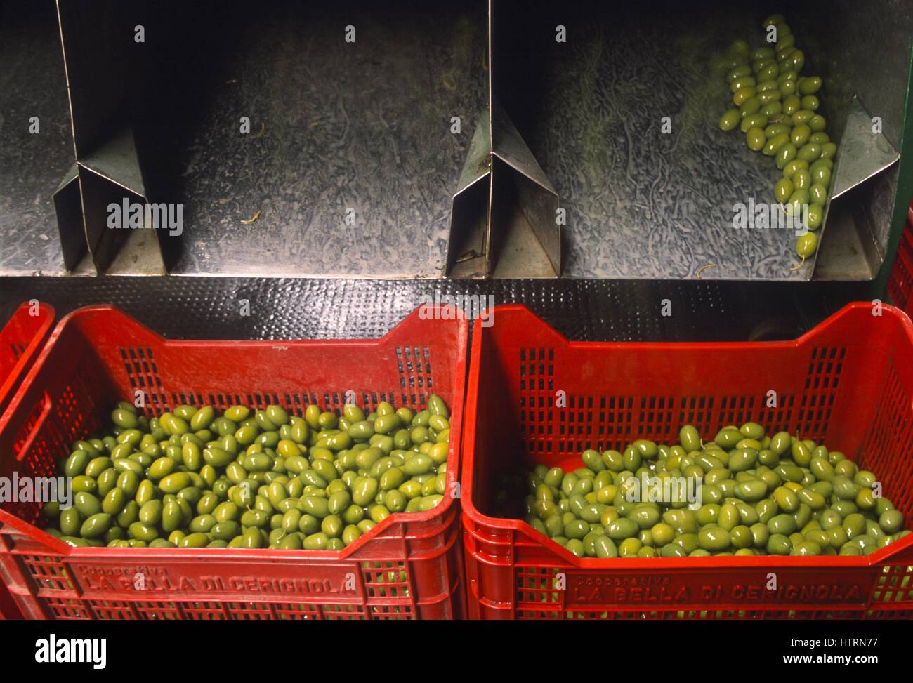 Italy, Puglia, selecting machine for olives in a cooperative in Cerignola (Foggia) Stock Photo