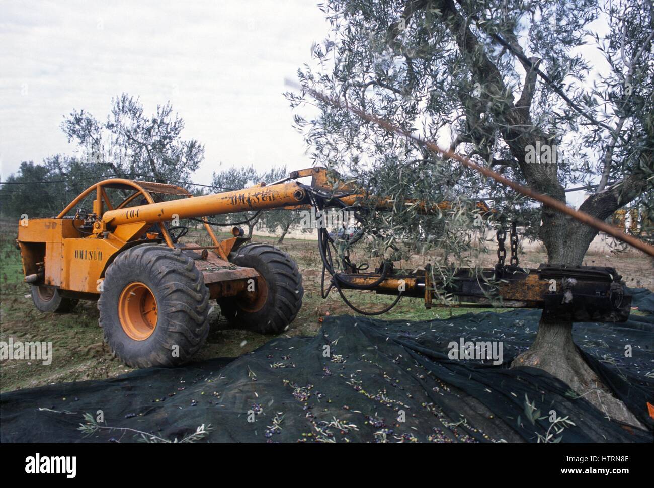Shaking machine for the automatic harvest of the olives in Cerignola