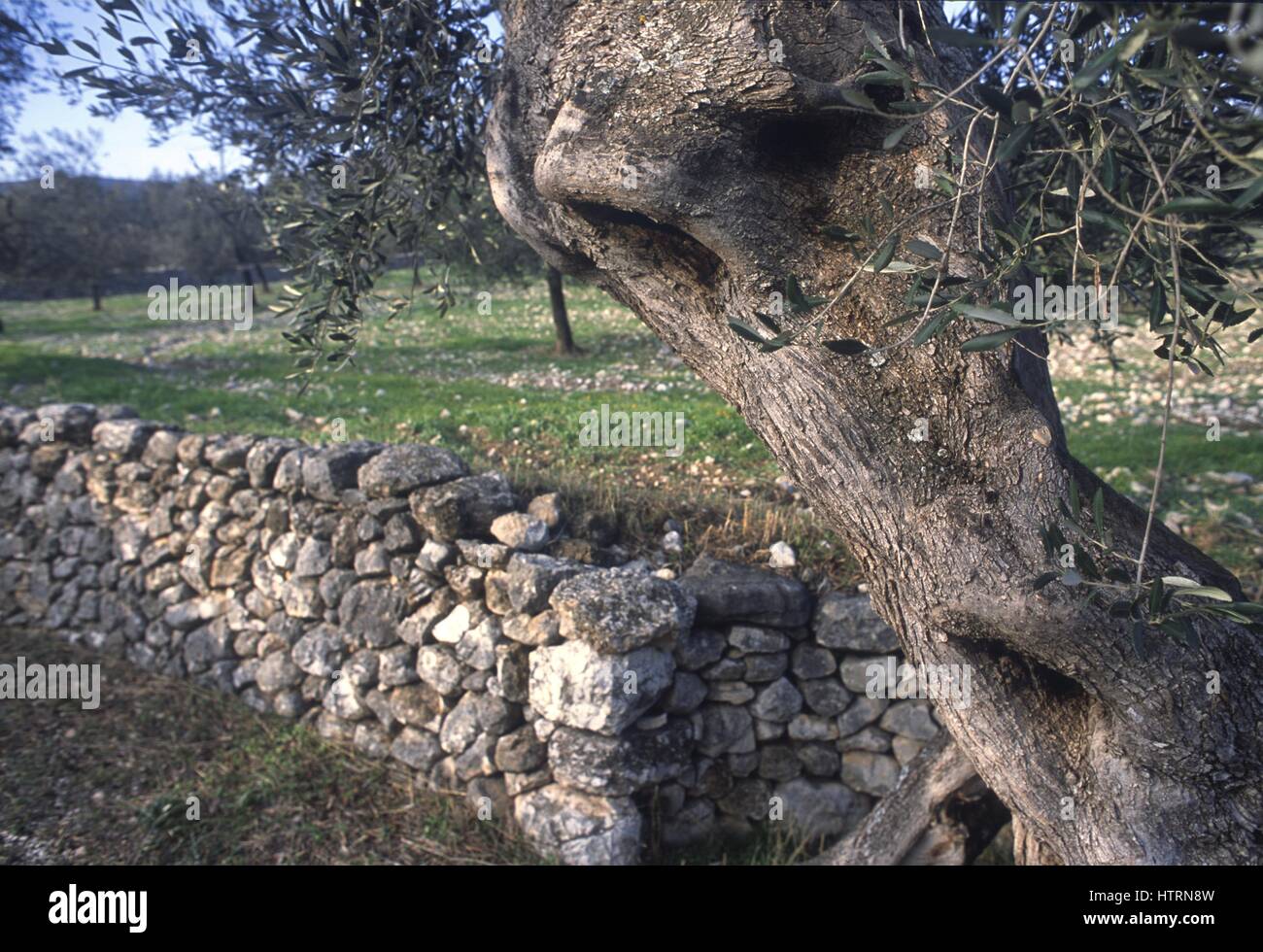 Apulia, olive grove in the province of Foggia (Italy) Stock Photo