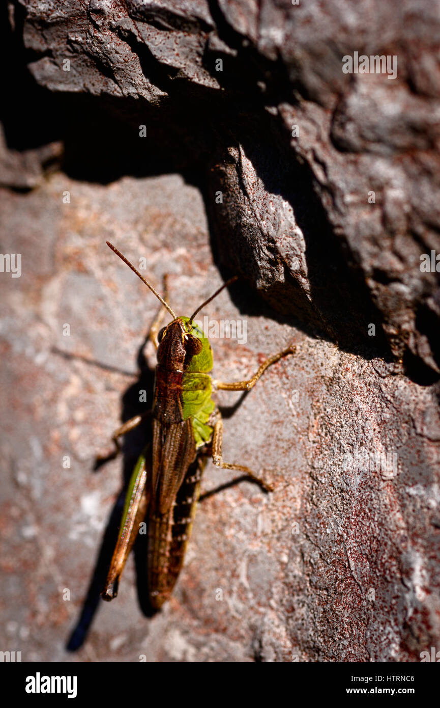 Close up of a green grasshopper resting on a grey rock Stock Photo