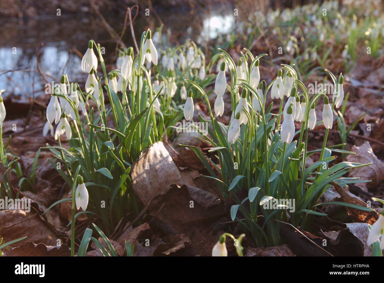 Group of snowdrops Stock Photo - Alamy