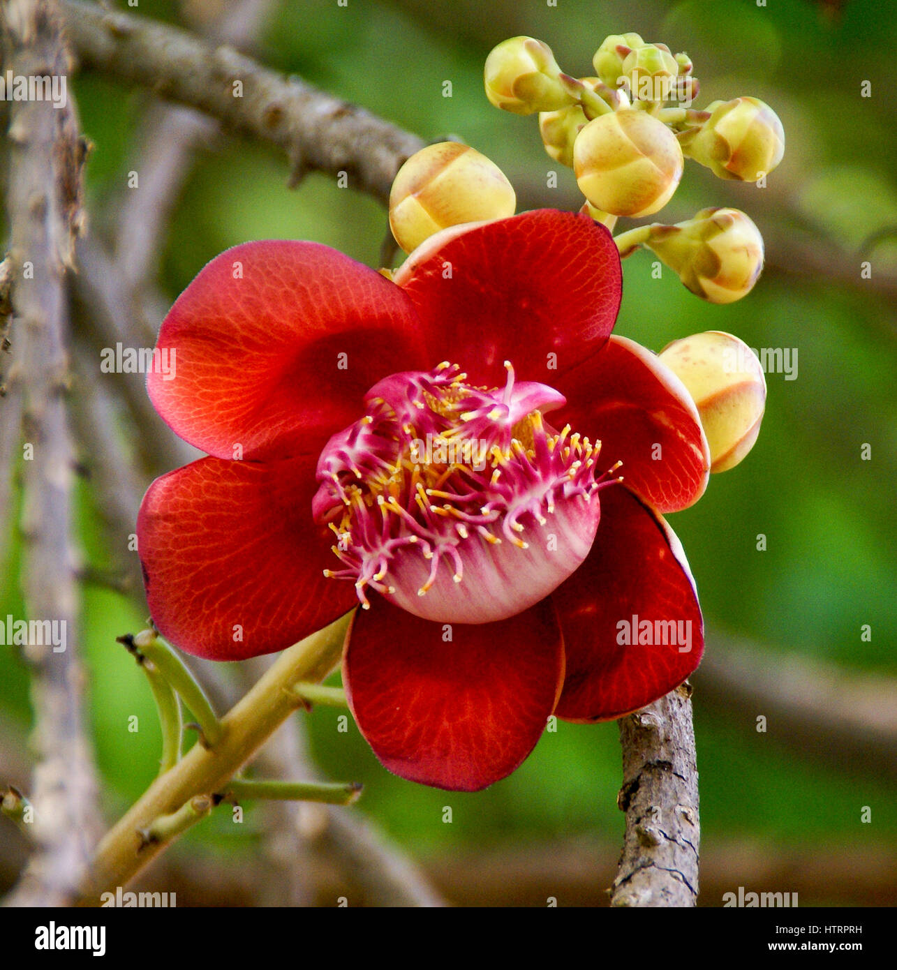 The unique red flower of the Cannonball tree - Cambodia. The tree is sacred to Hindus, who believe its hooded flowers look like the nāga. Stock Photo