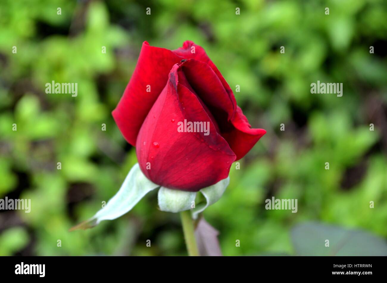 Red rose bud growing in garden zoom in Stock Photo