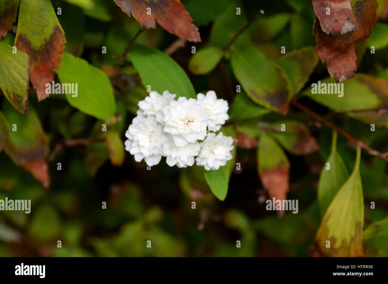 Small white flowers in a sea of autumn coloured leaves Stock Photo