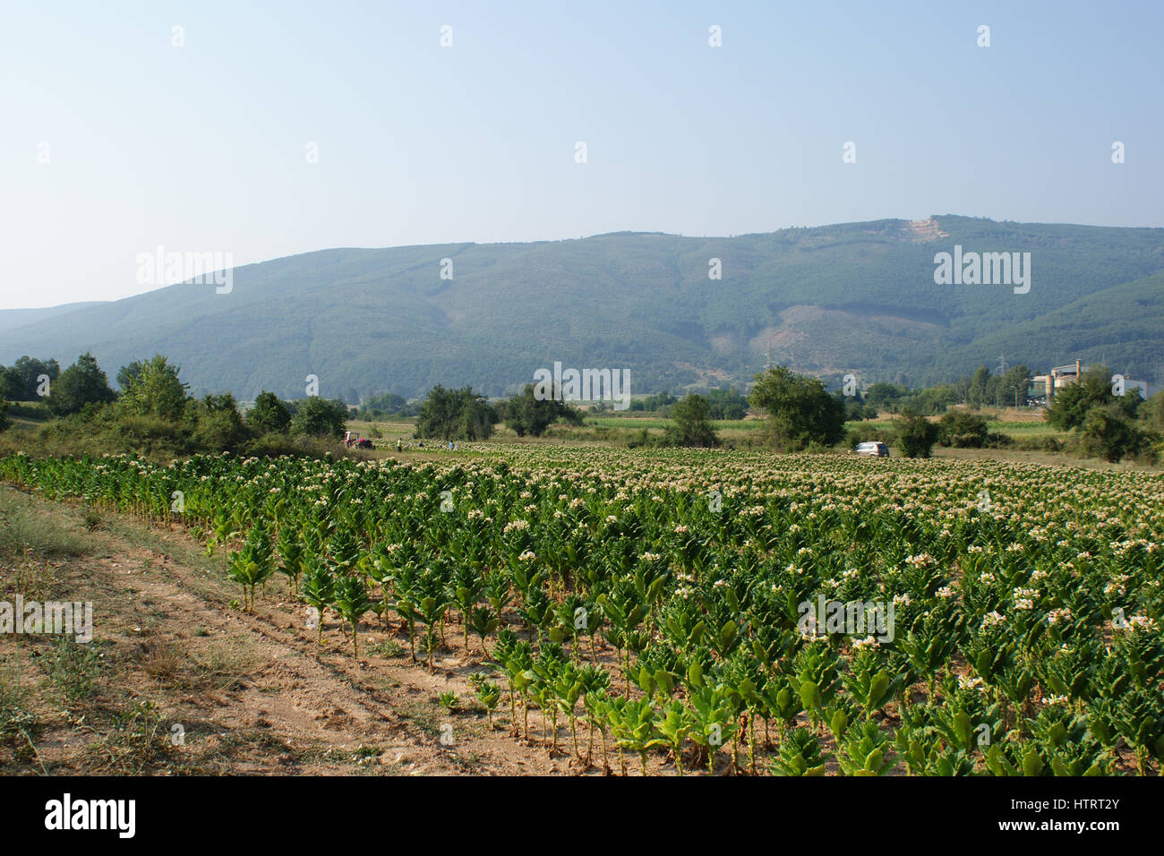 Tobacco Plantation Virginia Stock Photos &amp; Tobacco