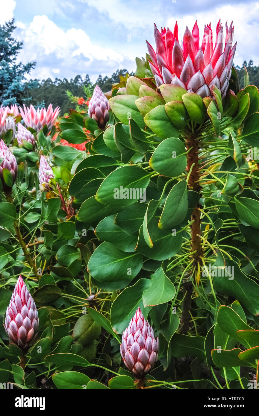 South African native Proteas in the National Rhododendron Gardens, Victoria, Australia. Stock Photo