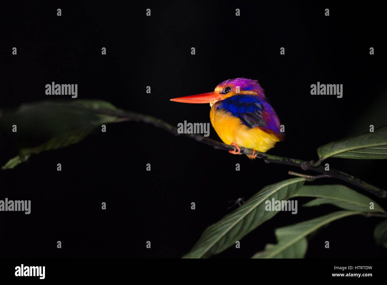 Oriental dwarf kingfisher (Ceyx erithaca) resting during nighttime in tropical lowland forest of Borneo. Stock Photo