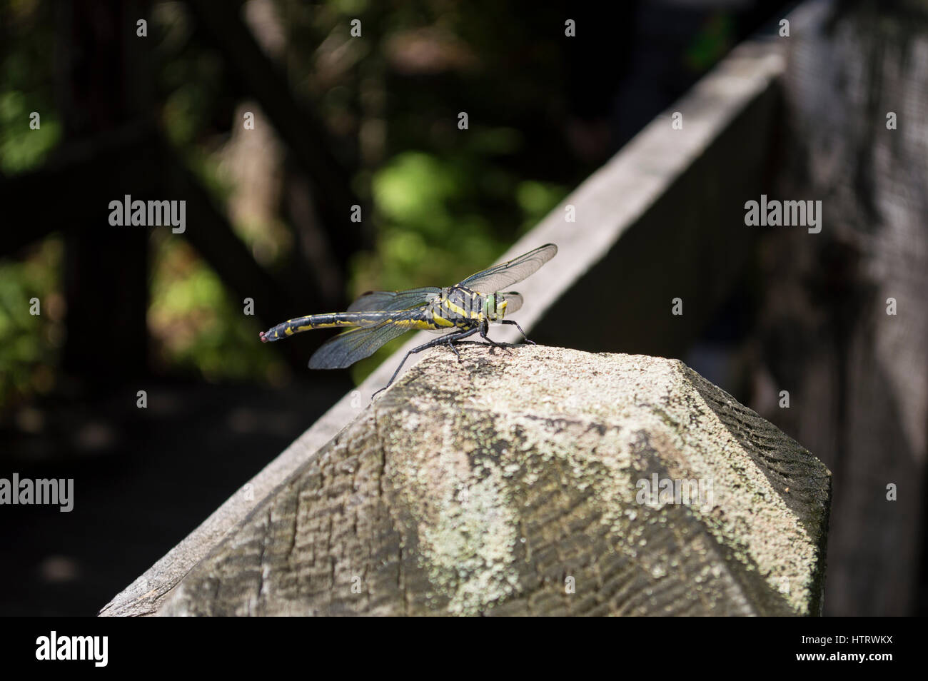 Dragonfly on a Post Stock Photo