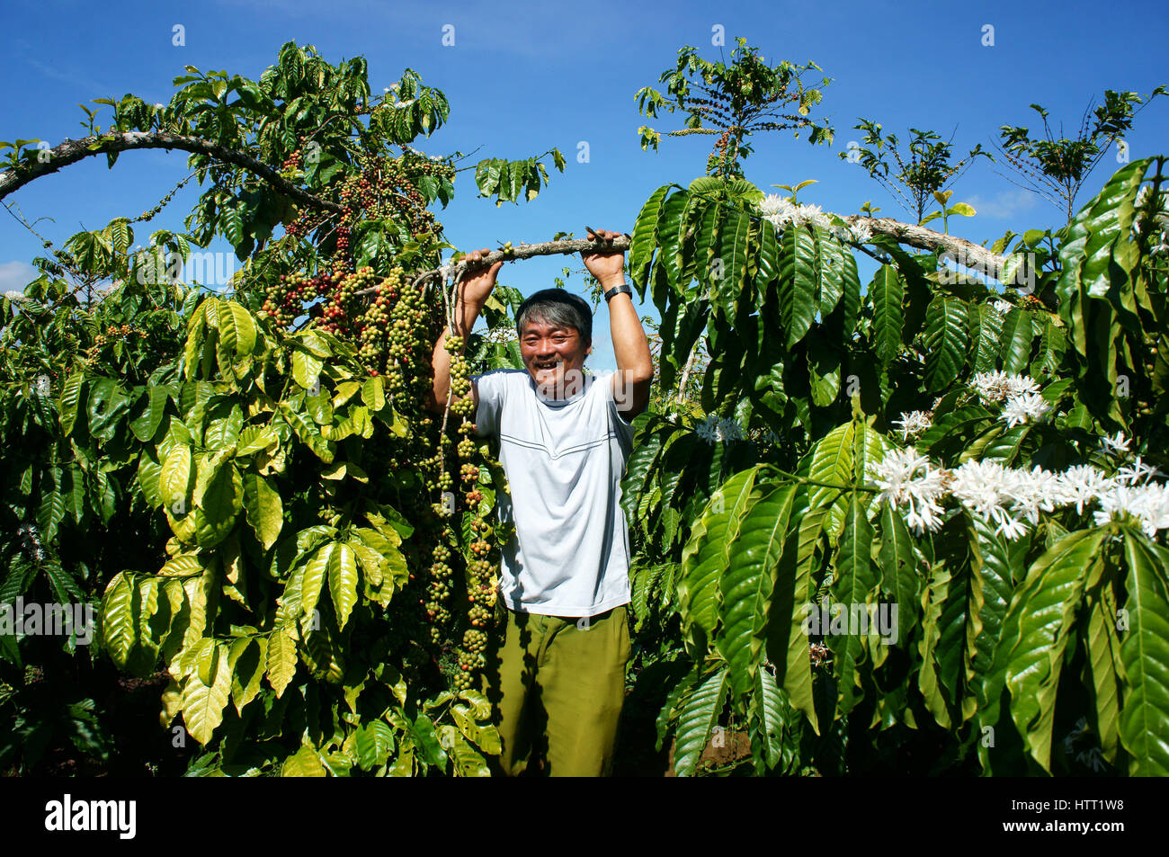 Asian farmer happy with productivity crop, Vietnamese man at coffee bean plantation, cafe is popular agriculture product at basalt soil in Vietnam Stock Photo