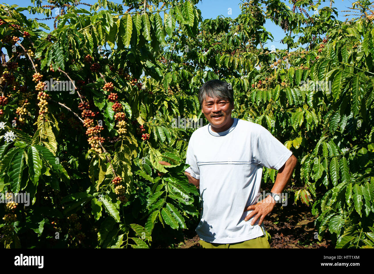Asian farmer happy with productivity crop, Vietnamese man at coffee bean plantation, cafe is popular agriculture product at basalt soil in Vietnam Stock Photo
