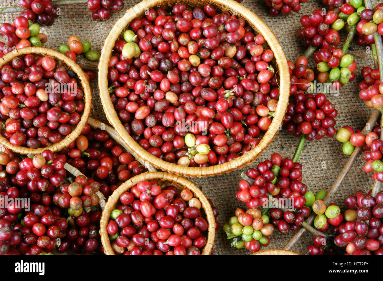 Close up of red coffee bean, agriculture product of Vietnam, cafe bean